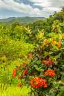 Caribbean-Trinidad Tropical jungle landscape with flowers Art Print